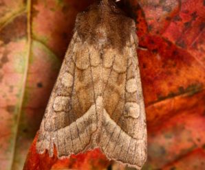 Hydraecia micacea