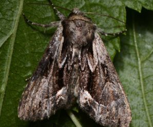Hyppa rectilinea