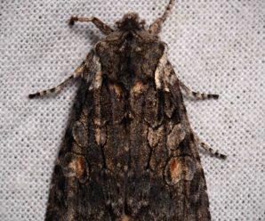 Lithophane consocia