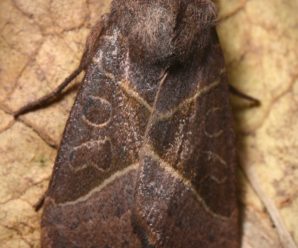 Mesogona oxalina