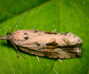 Endothenia quadrimaculana